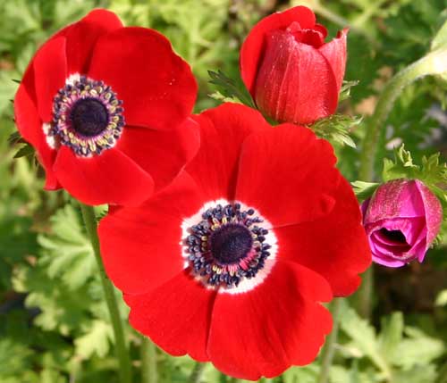 Anemones