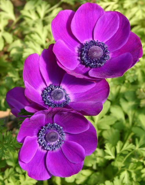 Anemones