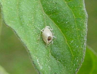 exit hole in aphid mummy caused by emergence of parasitic wasp
