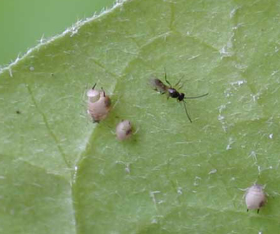 Aphidius wasp and aphids on eggplant - note exit hole in aphid on left