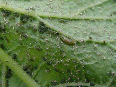 syrphid fly larva feeding on an aphid colony
