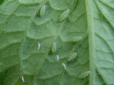 aphid colony on underside of tomato leaf (note white cast skins)