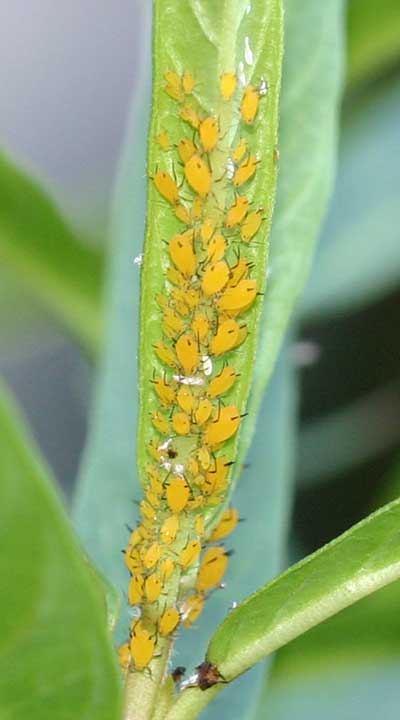 Close-up of aphids on Asclepias