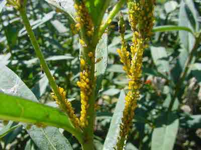 Aphids on Asclepias