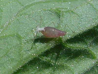aphid shedding skin