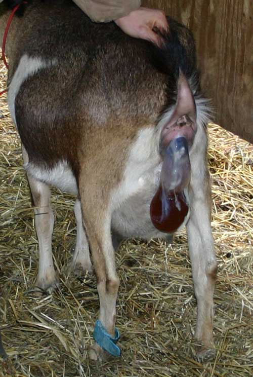 Close-up of amniotic sack