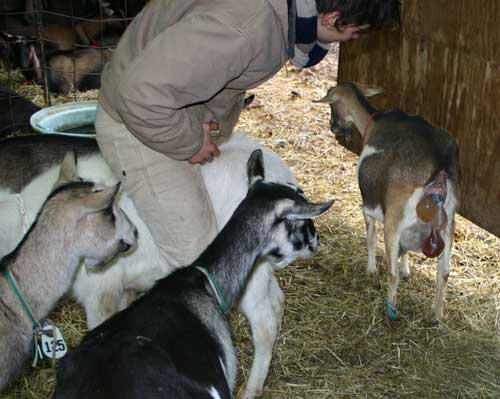 Whitney and goats watch