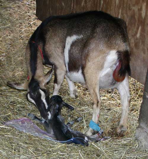 Apple cleans her newborn kid.