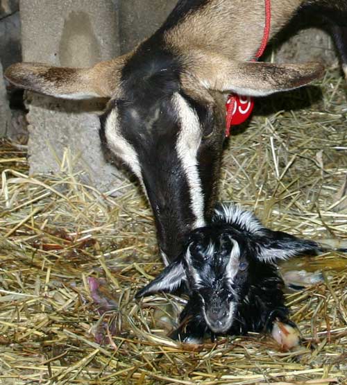 Close-up of Apple cleaning her newborn kid.