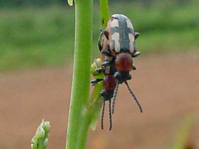 Asparagus beetles mating