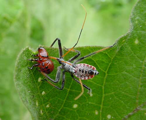 wheel bug nymph feeding on Colorado potato beetle larva on eggplant.