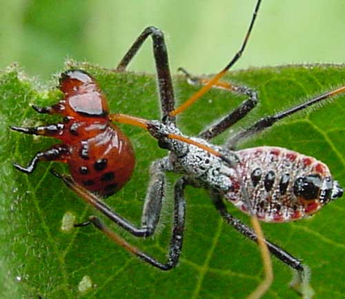 Close-up of wheel bug nymph feeding on CPB larva.