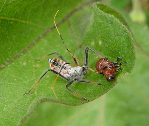 Side view of wheel bug nymph feeding on CPB larva.