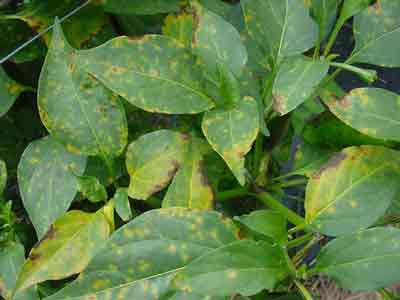 bacterial spot leaf lesions