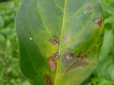 close-up of typical angular leaf lesions