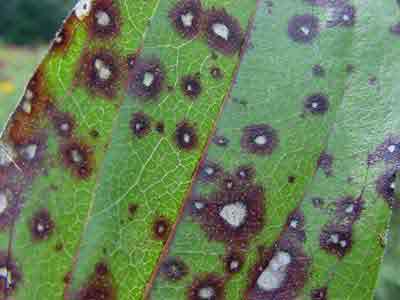 zinnia leaf spots