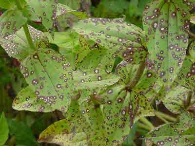 black spots on zinnia leaves