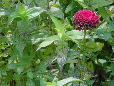 leaf spot in zinnia