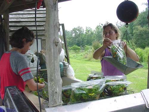 bagging salad mix