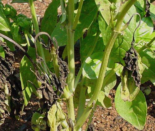 one of the symptoms of Fusarium is the shepherd's crook bending of the ends of stems