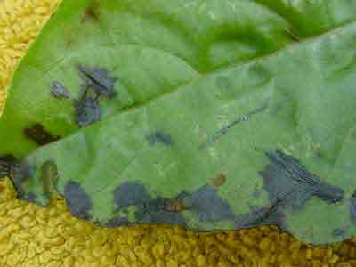 basil leaf spots