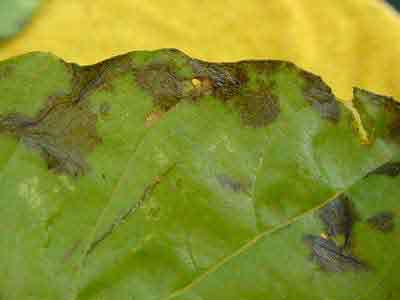 basil leaf spots