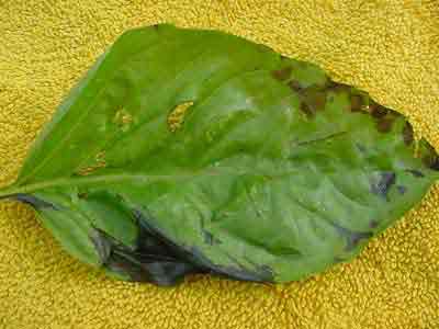 basil leaf spots