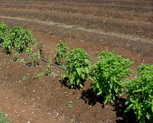 infected basil plants