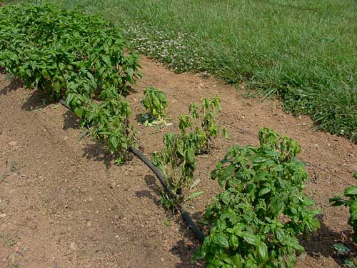 infected basil plants