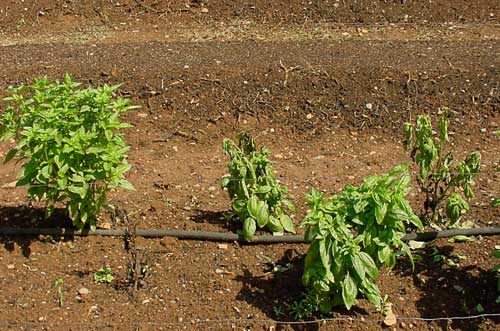 dead and dying basil plants