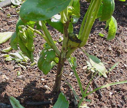 another symptom of Fusarium is streaking of stems