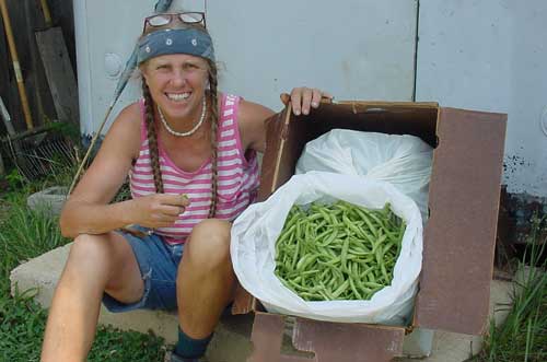 bean harvest