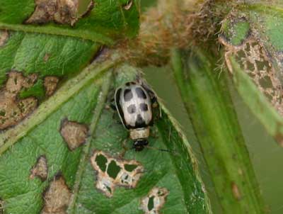 bean leaf beetle on beans