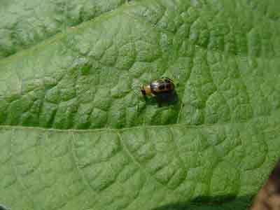 Bean leaf beetle