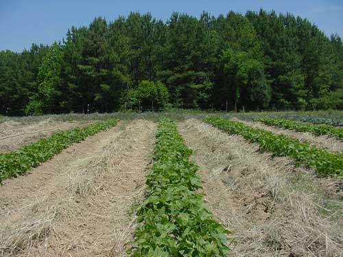 Beans with mowed rye cover crop