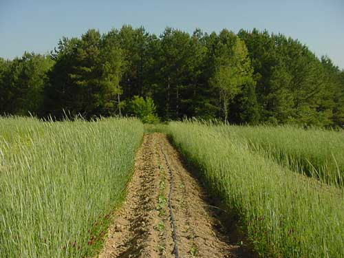 Beans with rye cover crop