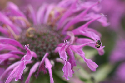 Tiny sweat bee on Monarda