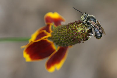 bee on Ratibida