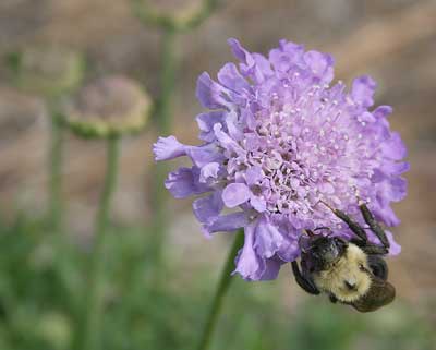 Bumble bee on pincushion flower (Scabiosa).