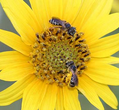 Halictid bees on Helianthus.