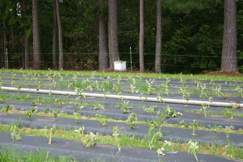 finished rows in front of bee hive