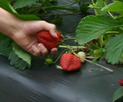 close-up of strawberry