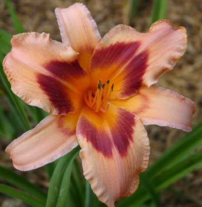 Daylily