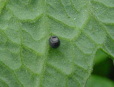 parasitized hornworm egg