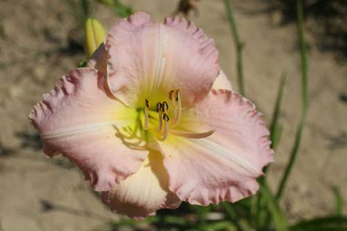 close-up of bloom