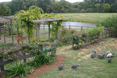 Guineas forage in front of garden