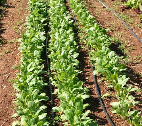 bed of bok choi