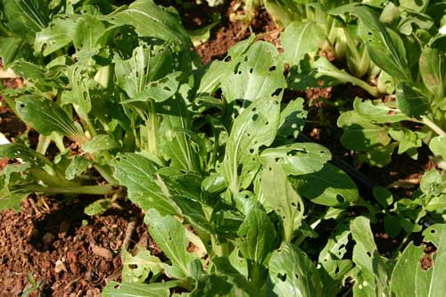 Bok choi showing damage from vegetable weevil feeding