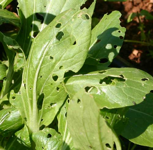 damaged bok choi leaves