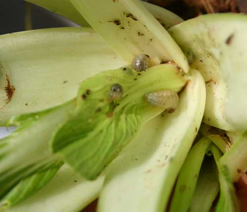 vegetable weevil larvae hiding in bok choi leaves